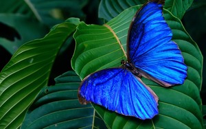 Голубая Бабочка