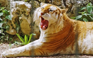 Золотой Тигр